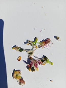 Las heladas tardías arrasan el almendro en el Altiplano de Granada y provocan pérdidas de hasta el 100% de la cosecha