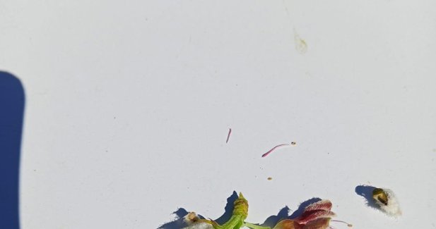 EpAgro - Agricultura