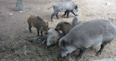 EpAgro - Agricultura