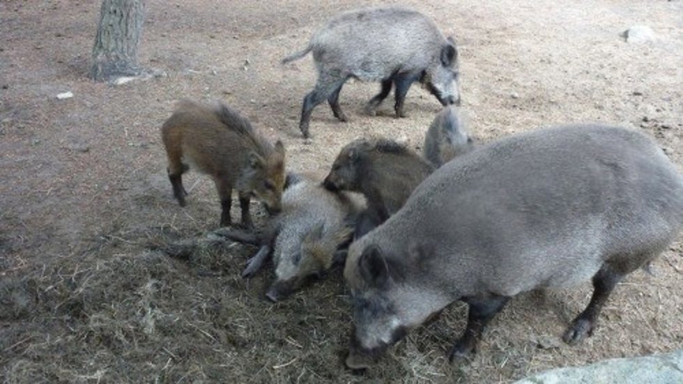 Grupo de jabalíes.
