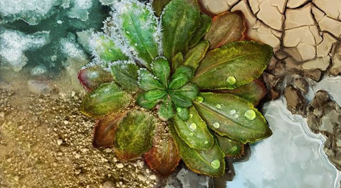 Reproducción artística de una Arabidopsis Thaliana.