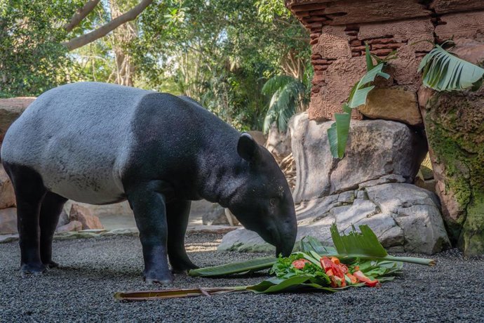 Tari, la joven tapir malayo, cumple un año en Bioparc Fuengirola