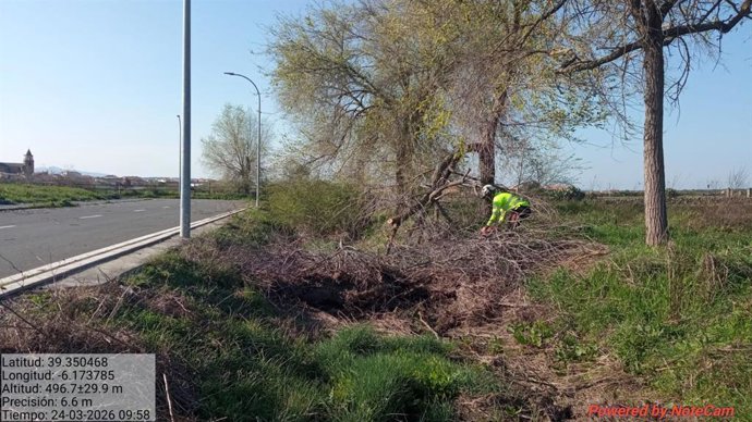 La Diputación de Cáceres acomete la limpieza de cauces en el casco urbano de Torremocha