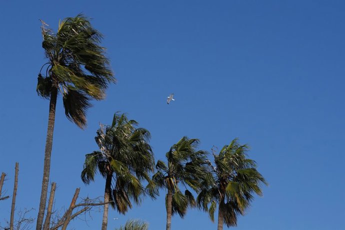 Archivo - Palmeras bajo los efectos del viento, a 12 de febrero de 2026, en Barcelona, Catalunya (España). El teléfono de emergencias 112 ha recibido un total de 1.345 llamadas por el fuerte viento hasta las 6 horas de este jueves, 12 de febrero. Además,,