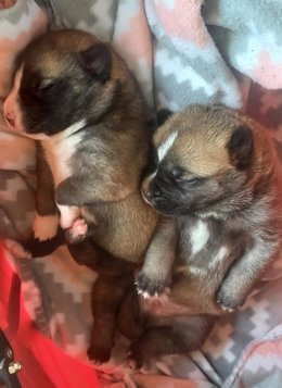 Perros recién nacidos en Villarrobledo