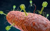 Foto: Los virus de diferentes especies se comunican entre sí para coordinar la infección de las bacterias