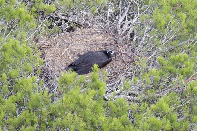 Archivo - Ejemplar de buitre negro identificado en el Parque Natural de la Península de Llevant de Mallorca.