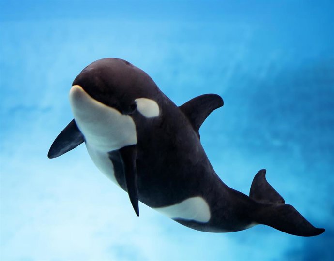 Teno, la cría de orca nacida el 31 de marzo de 2025, en el Loro Parque