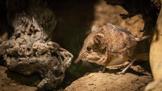 Hembra de musaraña elefante