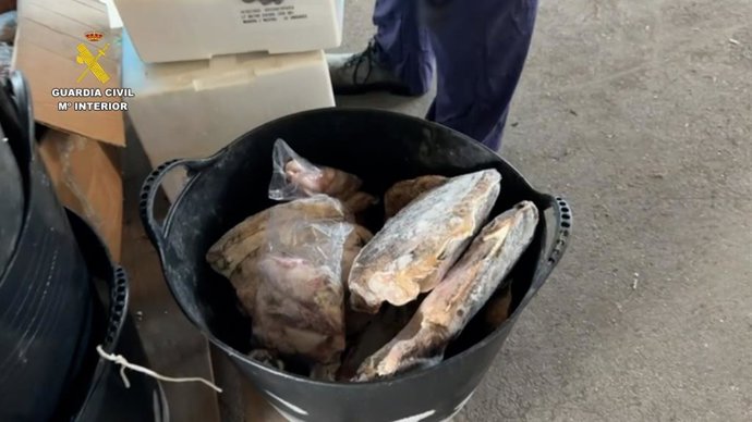 La Guardia Civil e Inspección Pesquera de la Junta de Andalucía intervienen en Huelva 600 kilos de productos pesqueros que carecían de documentación legal.