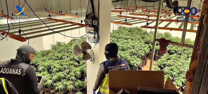 Plantación en Dos Hermanas (Sevilla)