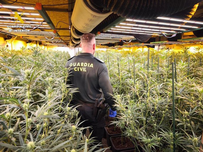 Desmanteladas dos plantaciones de marihuana