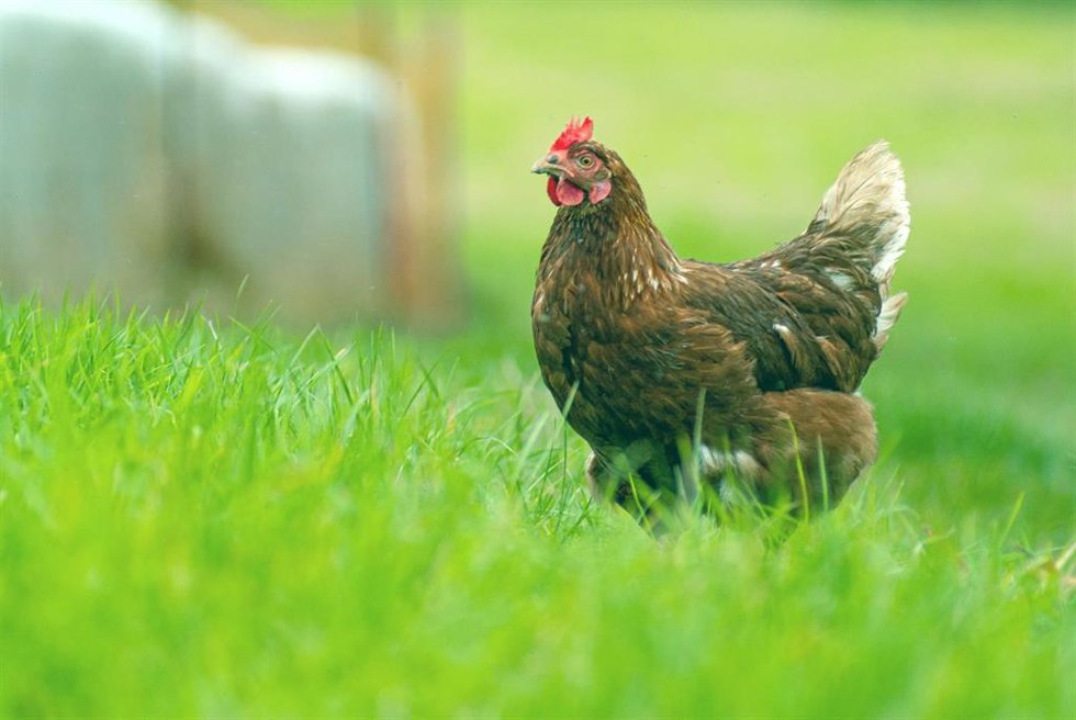 Una gallina en libertad.