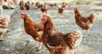 EpAgro - Agricultura