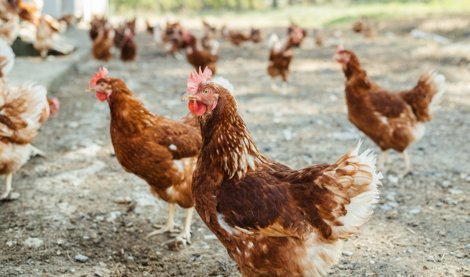 EpAgro - Agricultura