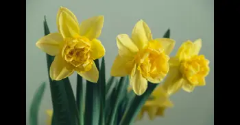 Ni rosas ni jacintos: las flores que pueden transformar tu jardín que además son fáciles de cuidar