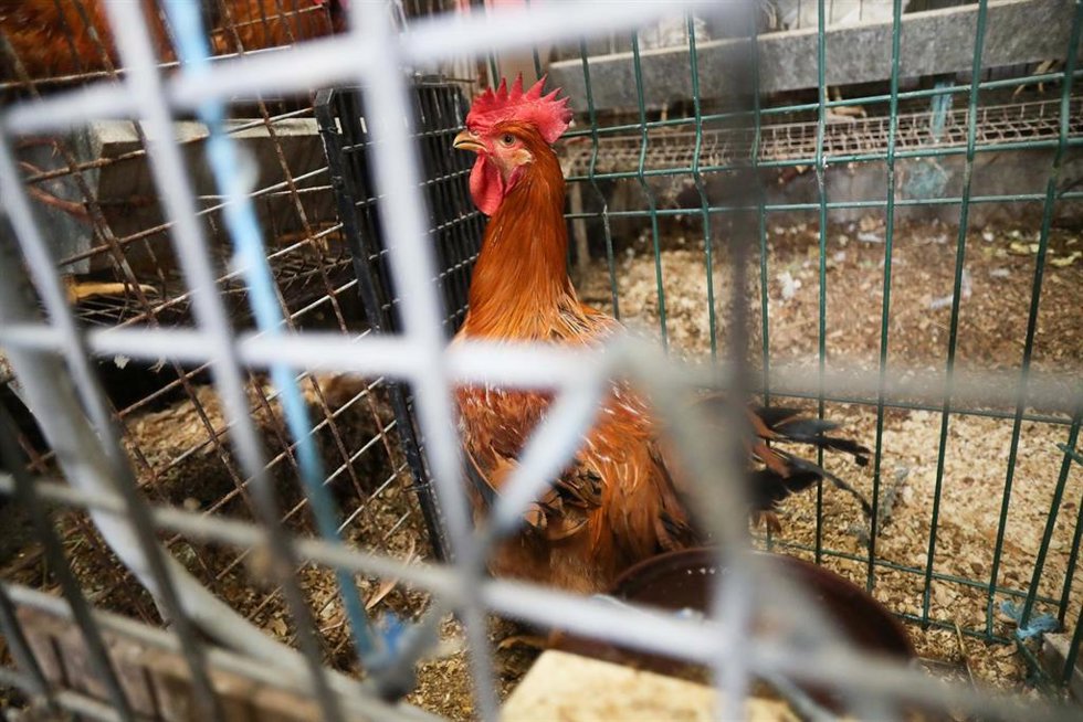 Archivo - Gallinas en gallineros en A Mariña, a 9 de noviembre de 2025, en A Mariña, Lugo, Galicia (España). Se trata de explotaciones avícolas de los concellos de Barreiros, Ribadeo y A Pontenova.