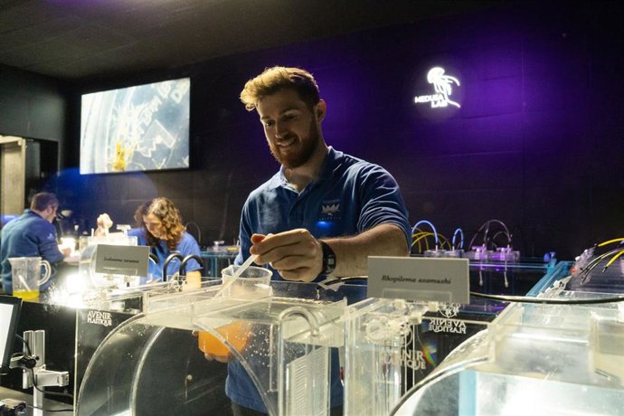 El Oceanogràfic abre al público un laboratorio para observar el ciclo vital de las medusas