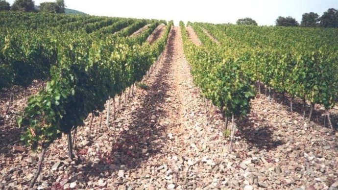 Imatge d'un camp de vinyes