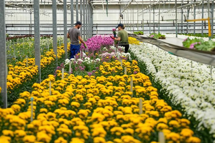 Archivo - Un invernadero de flores. 
