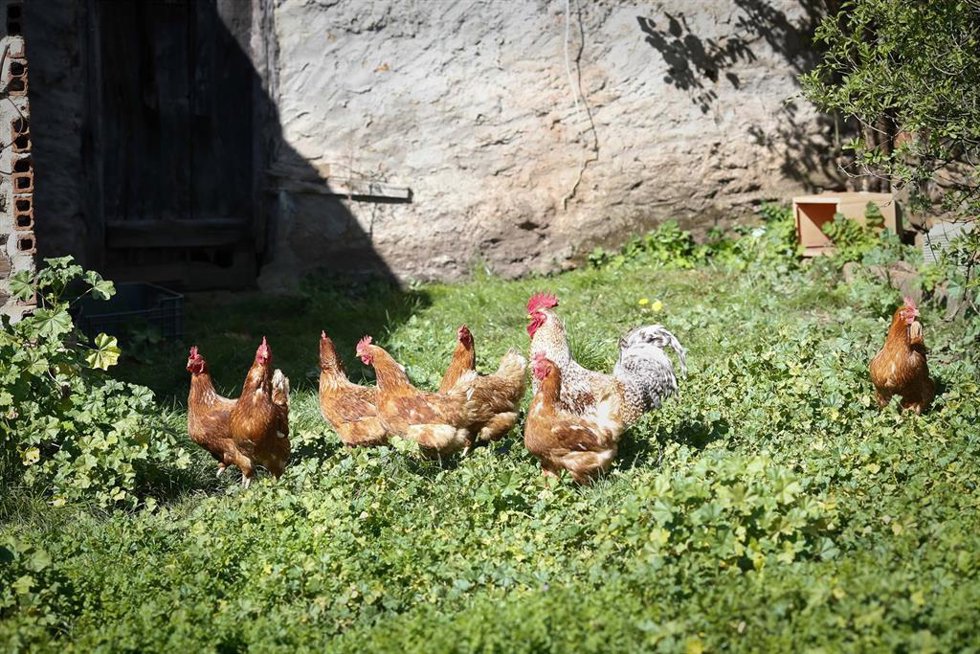 Archivo - Varias gallinas y un gallo en una foto de archivo.