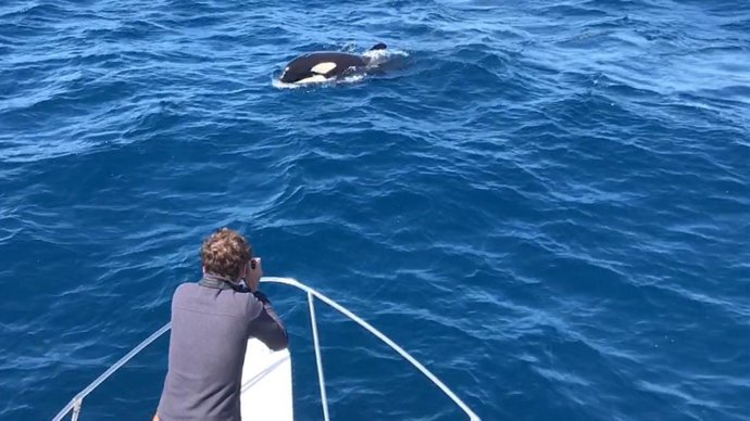 Archivo - Una orca avistada desde una embarcación en aguas del Estrecho de Gibraltar. ARCHIVO