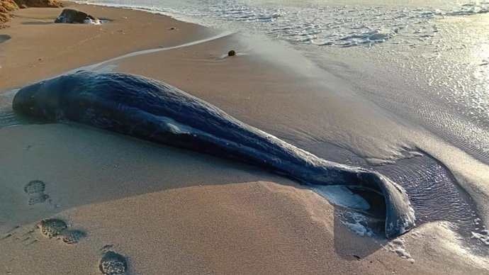 Cachalote muerto en una playa de Menorca.