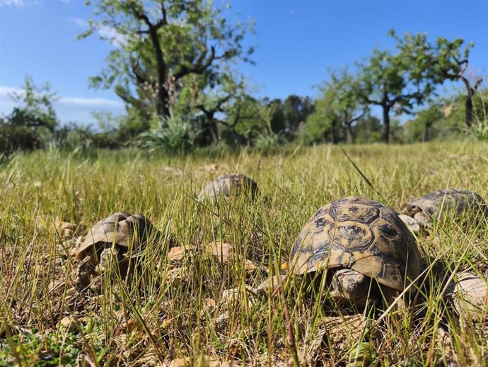 Ejemplares de tortuga mora liberados en una finca de Calvià.
