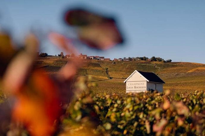 Viñedos de Louis Roederer