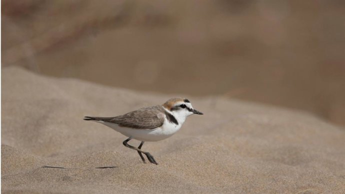 El corriol camanegre 