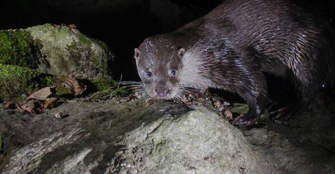 Las nutrias europeas tienen un carácter más social que territorial, según un nuevo estudio experimental con excrementos.