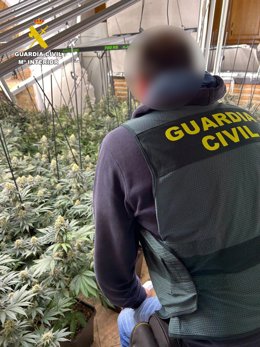 Aprehensión de plantas de marihuana por parte de la Guardia Civil.