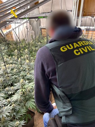 Aprehensión de plantas de marihuana por parte de la Guardia Civil.