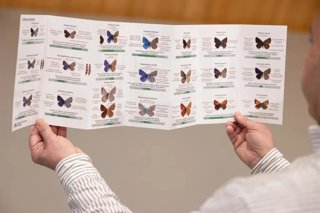 Imagen de las dos láminas de la guía que ha editado la Diputación de Málaga sobre las 60 especies de mariposas más frecuentes de la provincia.