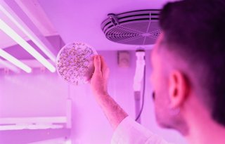 Placa de cultivo en el laboratorio.