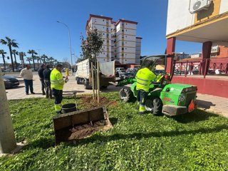 Plantación de árboles en la avenida Nuevo Colombino de Huelva.