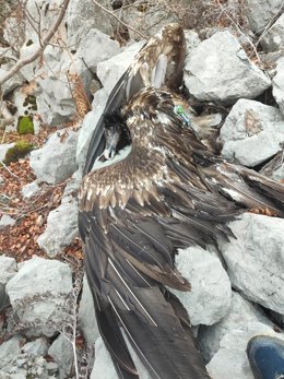 Ejemplar de quebrantahuesos muerto por electrocución en la vertiente leonesa de Picos de Europa.