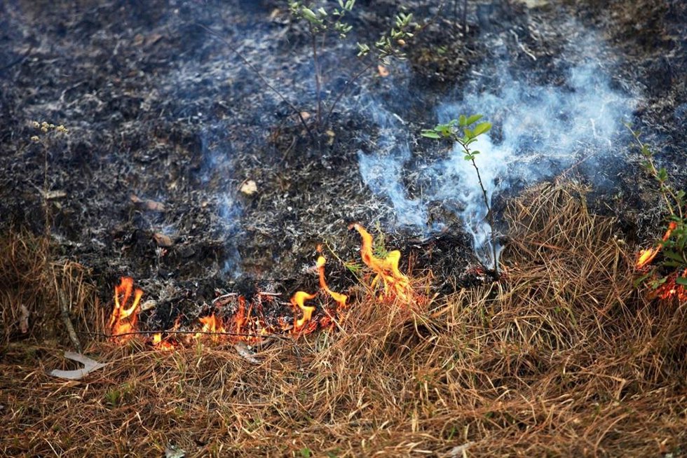 Archivo - Quema forestal