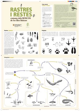 Una guía permite identificar los rastros de la fauna en los bosques de Baleares