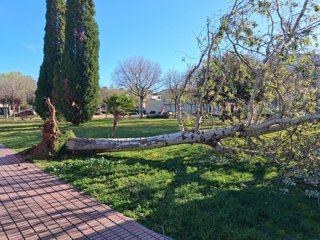Les fortes ratxes de vent van arrancar arbres a Castelló