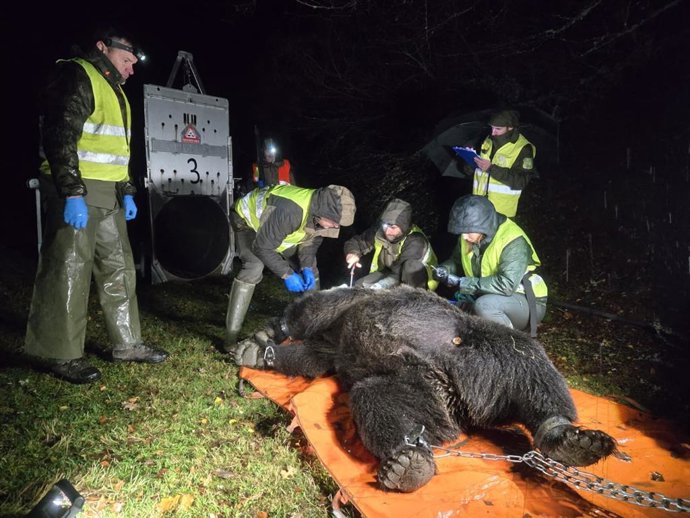 Archivo - Imagen de la captura de un oso.