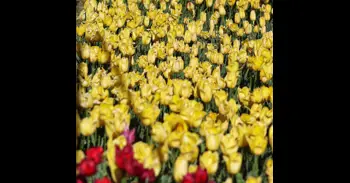 El Real Jardín Botánico luce unos 26.000 tulipanes en flor durante esta Semana Santa