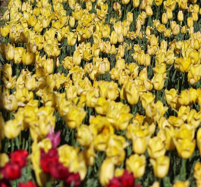 Archivo - Tulipanes en el Real Jardín Botánico, a 15 de abril de 2023, en Madrid (España). Foto de archivo