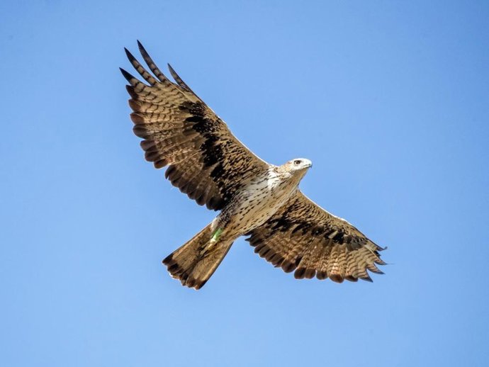 Un águila de Bonelli en pleno vuelo.