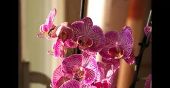 ¿Has comprado tu primer orquídea, pero no sabes cómo cuidarla? Los tres trucos que aseguran su supervivencia