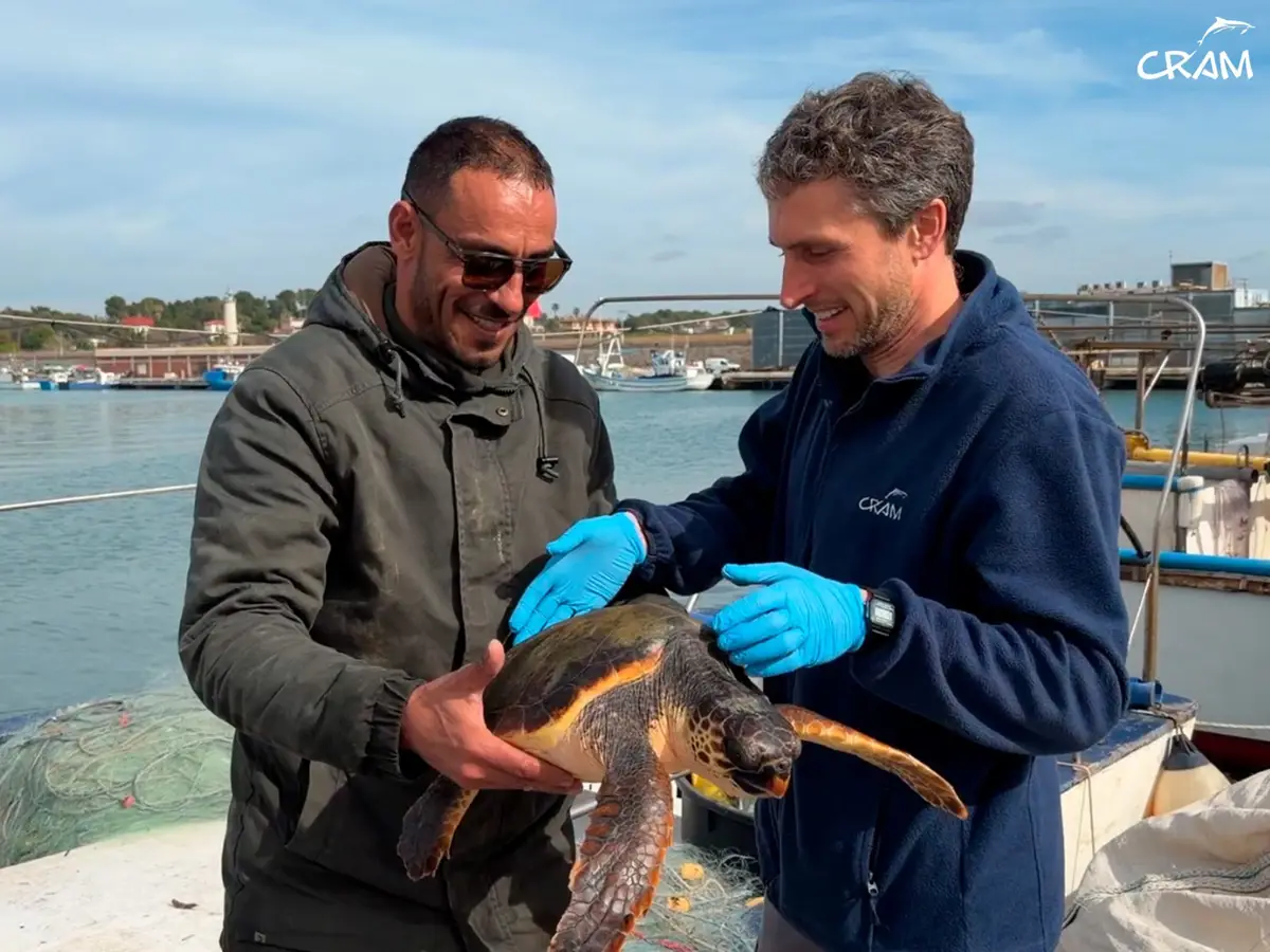 Rescate de fauna marina