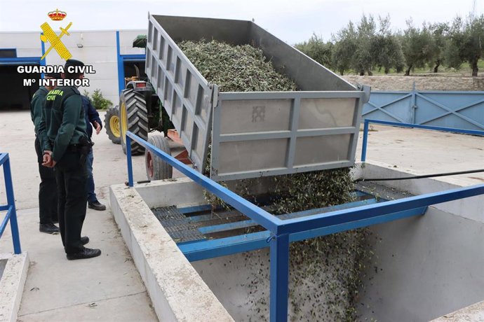 Archivo - Incautadas kilos de aceituna robada en Baena (Córdoba).