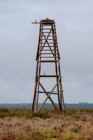 Nido de halcón peregrino en Marismas del Odiel.