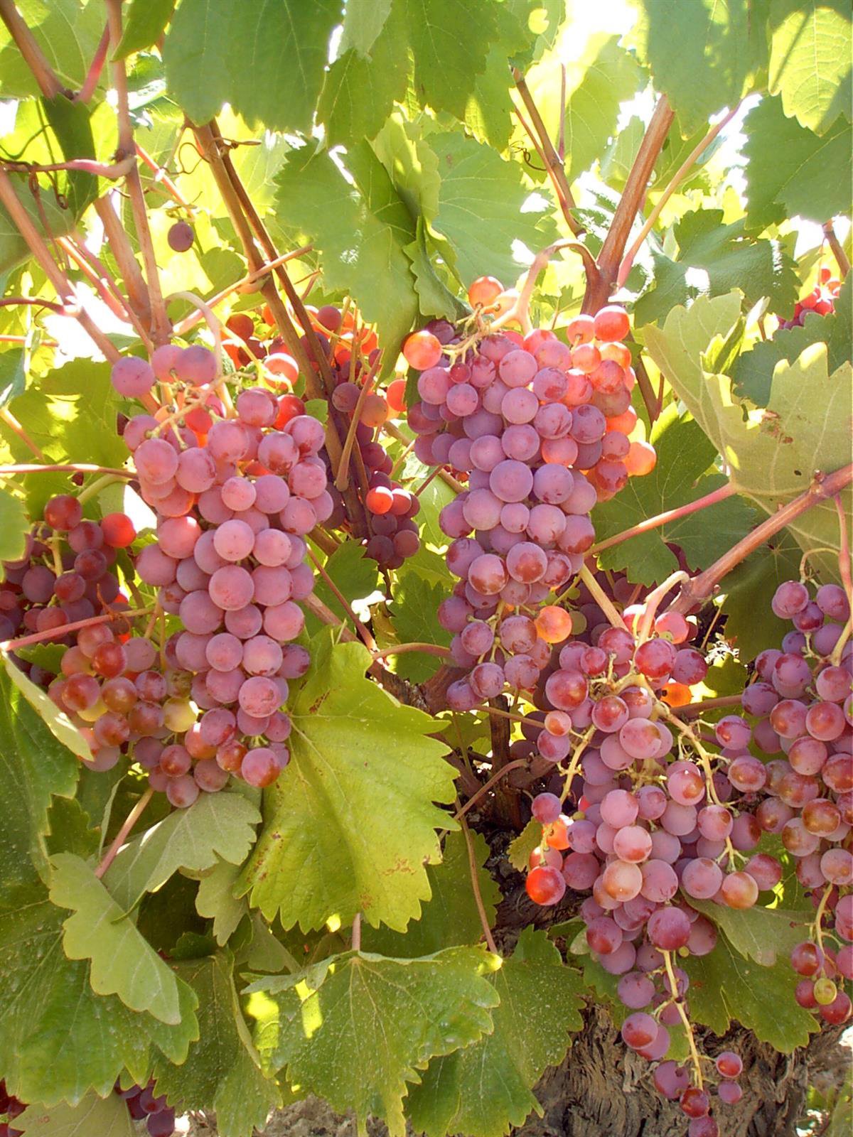 Más de 50 investigadores sobre viticultura y enología participarán en mayo en la Reunión Anual del Gteve en Tomelloso