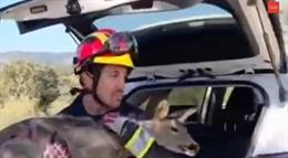 Los Bomberos rescatan a un corzo que se había quedado atrapado en la valla de un chalet en Valdemorillo.